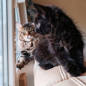 Maine Coon mačići