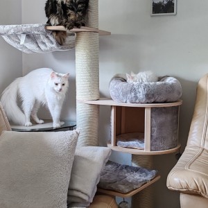 Maine Coon mačići