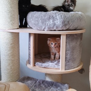 Maine Coon mačići
