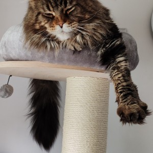 Maine Coon mačići