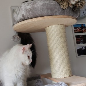 Maine Coon mačići