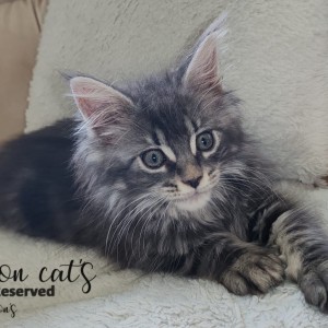 Maine Coon mačići