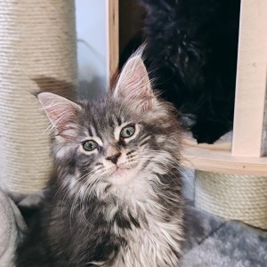 Maine Coon mačići