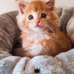 Maine Coon mačići