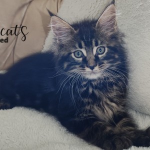 Maine Coon mačići