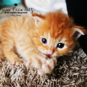 Maine Coon mačići