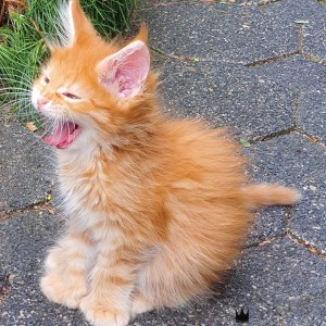 Maine Coon mačići