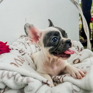Francuski buldog stenci