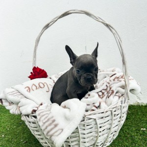 Francuski buldog stenci