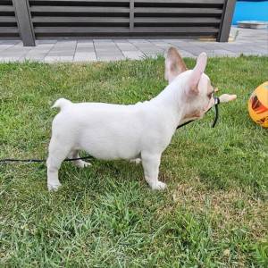 FRANCUSKI BULDOG ŠTENCI