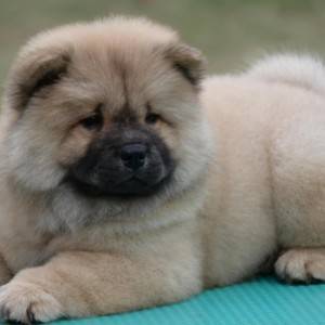 Chow Chow Cau Cau Čau Čau