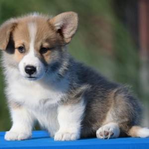 Velski korgi/Welsh Corgi Pembroke