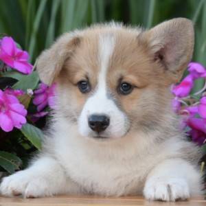Velski korgi/Welsh Corgi Pembroke