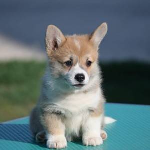 Velski korgi/Welsh Corgi Pembroke