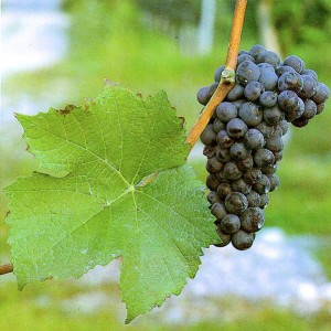 grožđe crni pinot