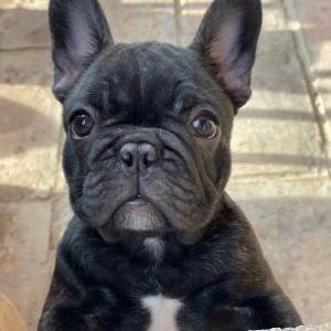 Francuski Buldog VRHUNSKI stenci