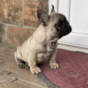 Francuski Buldog VRHUNSKI stenci