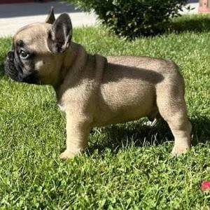 Francuski Buldog VRHUNSKI stenci