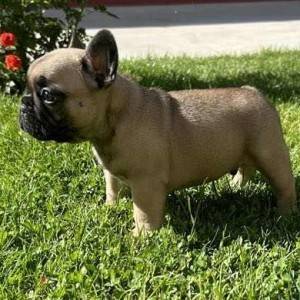 Francuski Buldog VRHUNSKI stenci