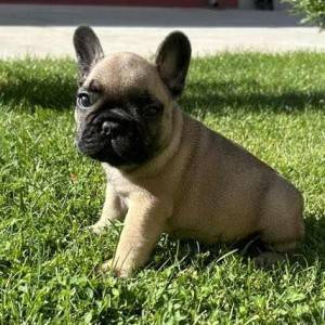 Francuski Buldog VRHUNSKI stenci
