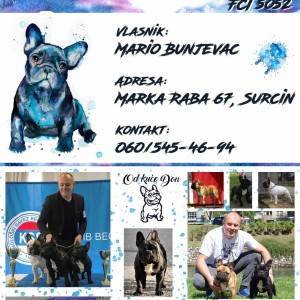 Francuski Buldog VRHUNSKI stenci