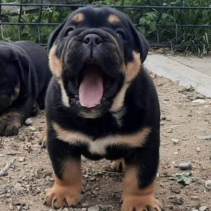 Engleski Buldog muško štene