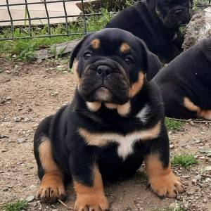 Engleski Buldog muško štene
