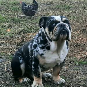 Engleski Buldog muško štene