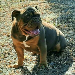 Engleski Buldog muško štene
