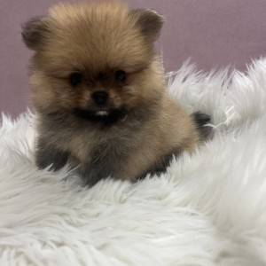 Pomeranac BOO medvedići
