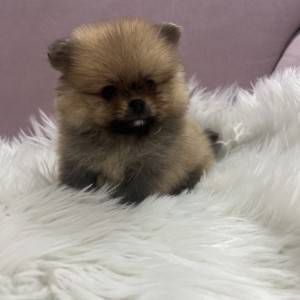 Pomeranac BOO medvedići