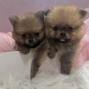 Pomeranac BOO medvedići