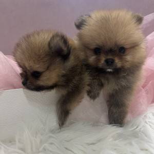 Pomeranac BOO medvedići