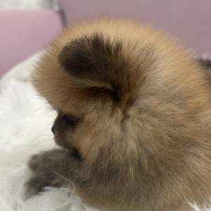 Pomeranac BOO medvedići