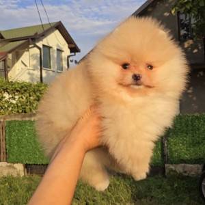 Pomeranac BOO prelepi štenci