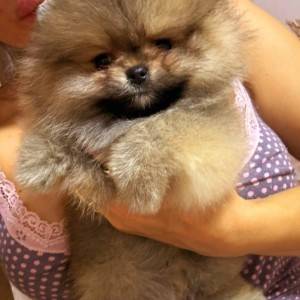 Pomeranac BOO prelepi štenci