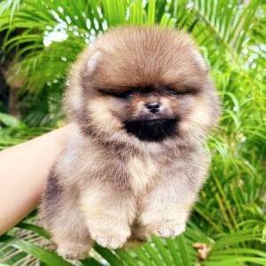 Pomeranac BOO prelepi štenci