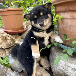 Shiba Inu stenci