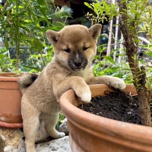 Shiba Inu stenci