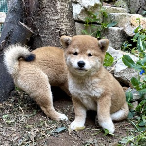 Shiba Inu stenci