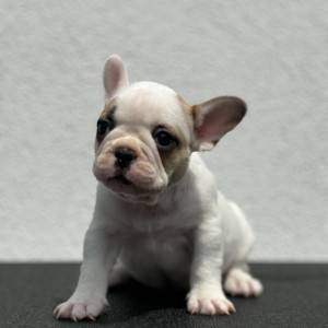FRANCUSKI BULDOG ŠTENCI