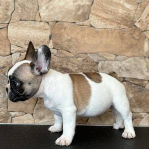 FRANCUSKI BULDOG ŠTENCI