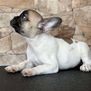 FRANCUSKI BULDOG ŠTENCI