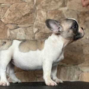 FRANCUSKI BULDOG ŠTENCI