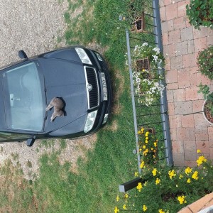 Prodajem Škodu Octaviju 1,9 TDI,prvi vlasnik prešla 160.000km god 2005 reg.02/25