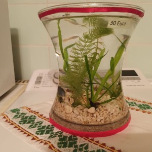 Akvarijsko bilje, valisneria i rogolist visine do 40 cm