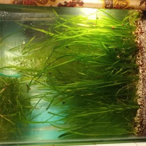 Akvarijsko bilje, valisneria i rogolist visine do 40 cm