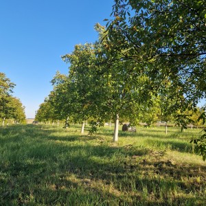 Vocnjak oraha 40000 m2 (Đakovo)