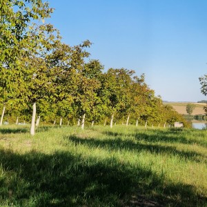 Vocnjak oraha 40000 m2 (Đakovo)