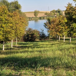 Vocnjak oraha 40000 m2 (Đakovo)